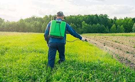 Svolta nei biopesticidi: i polisaccaridi di Laminaria japonica (Laminarina) pronti per l’approvazione ICAMA in Cina