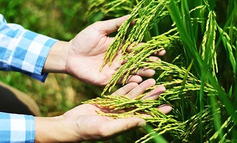 REACH24H unterstützt Unternehmen bei der Sicherung der kalifornischen Pestizidzulassung durch die U.S. EPA