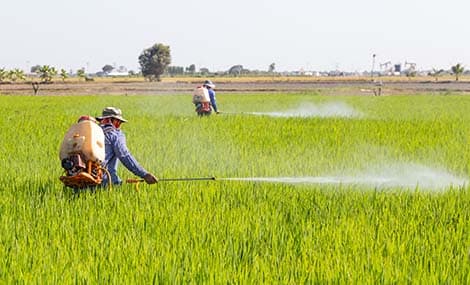 Confronto tra le linee guida nuove e quelle precedenti per la prova di tossicità acuta sui lombrichi