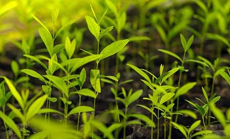 La Cina pubblica GB 2763-2026: norma nazionale aggiornata sulla sicurezza alimentare relativa ai limiti massimi di residui di pesticidi