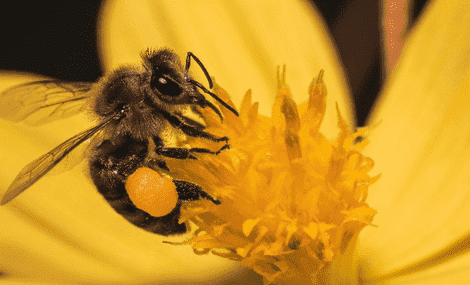 L’ECHA présente l’outil « B-risk » pour l’évaluation des risques des biocides pour les abeilles