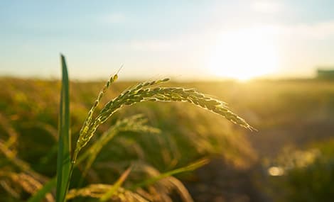 Naviguer dans les mises à jour de la réglementation européenne sur les pesticides 2026
