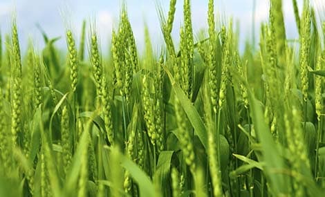 Évolution de la réglementation canadienne sur les pesticides 2026 : surveillance continue et redevances échelonnées