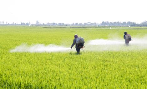 Revisione della registrazione dei pesticidi presso l'EPA statunitense 2025
