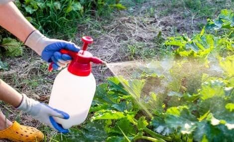 Principales perspectives réglementaires américaines en matière de pesticides pour 2026